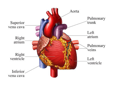 inside_a_healthy_heart.jpg